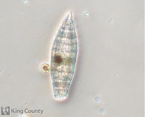 Photo of Tiarina fusus